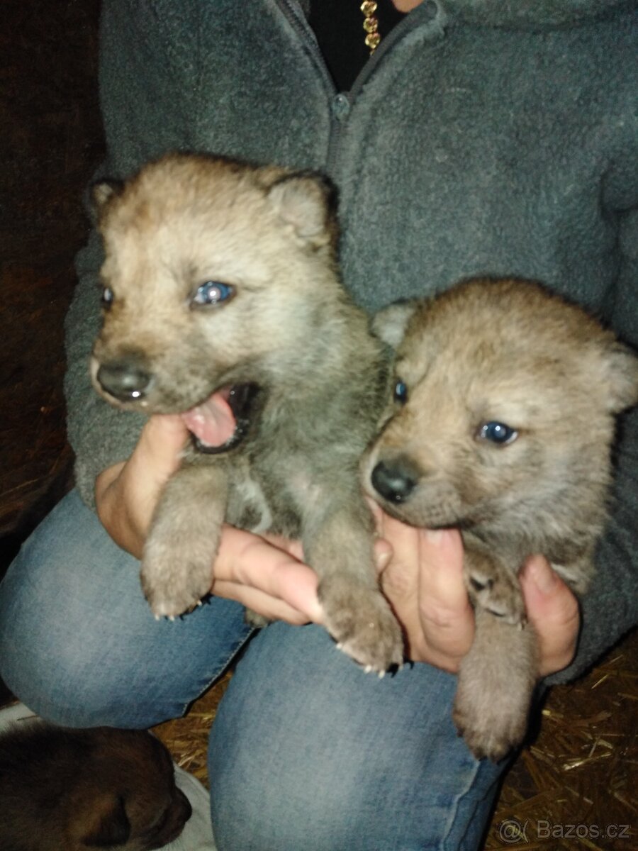 Československý vlčák - 2