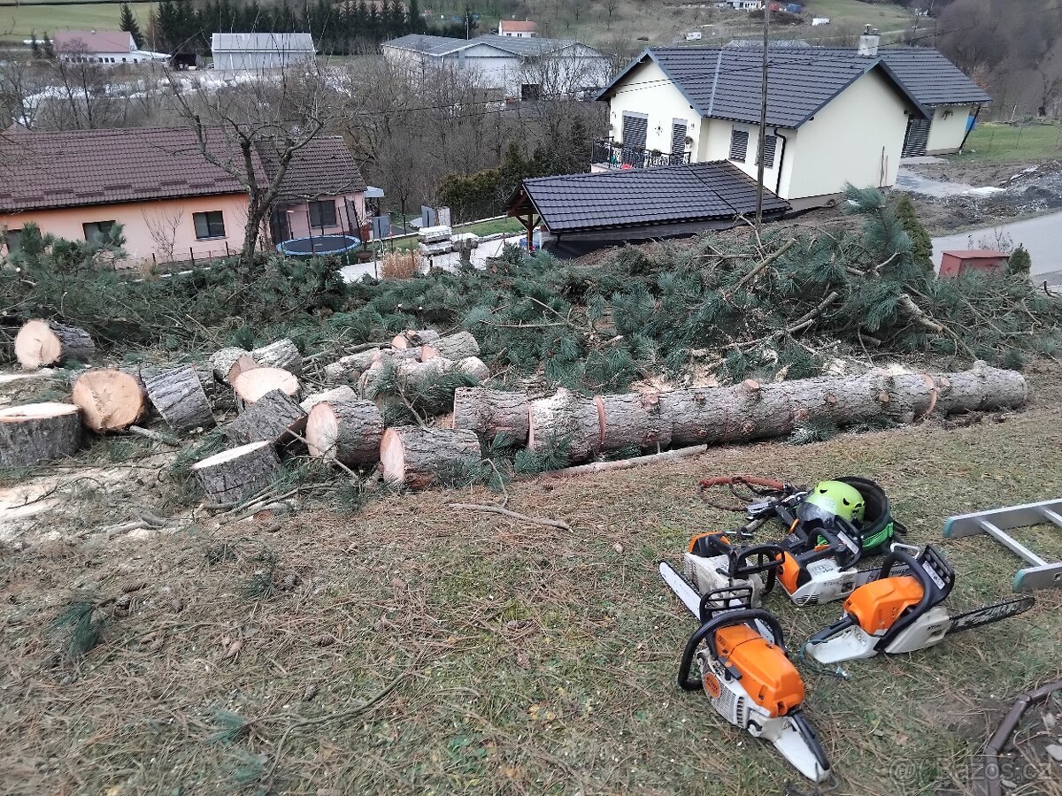 palivové dřevo + Rizikové kácení - 2