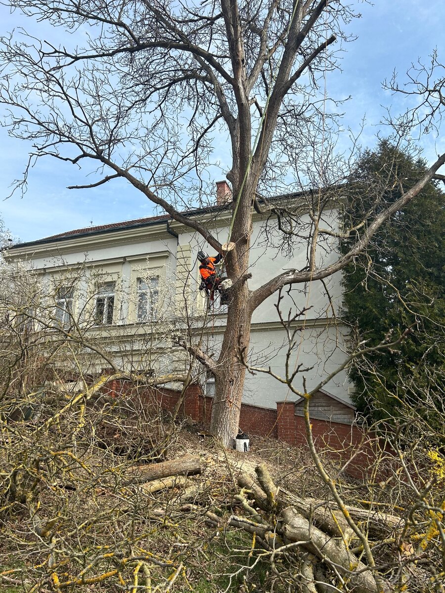 Rizikové kácení - 2