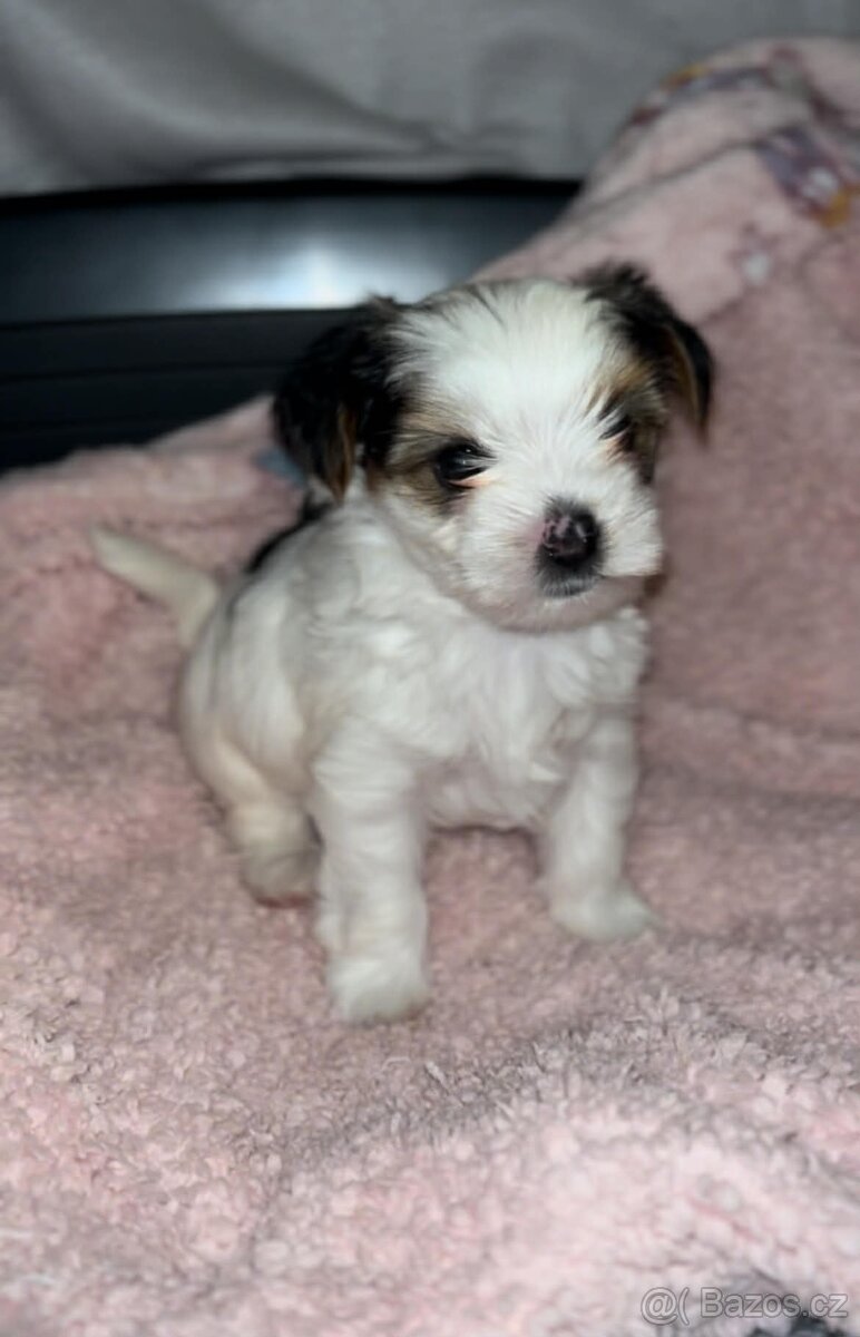 Jorkšírský biewer teriér s PP - 2