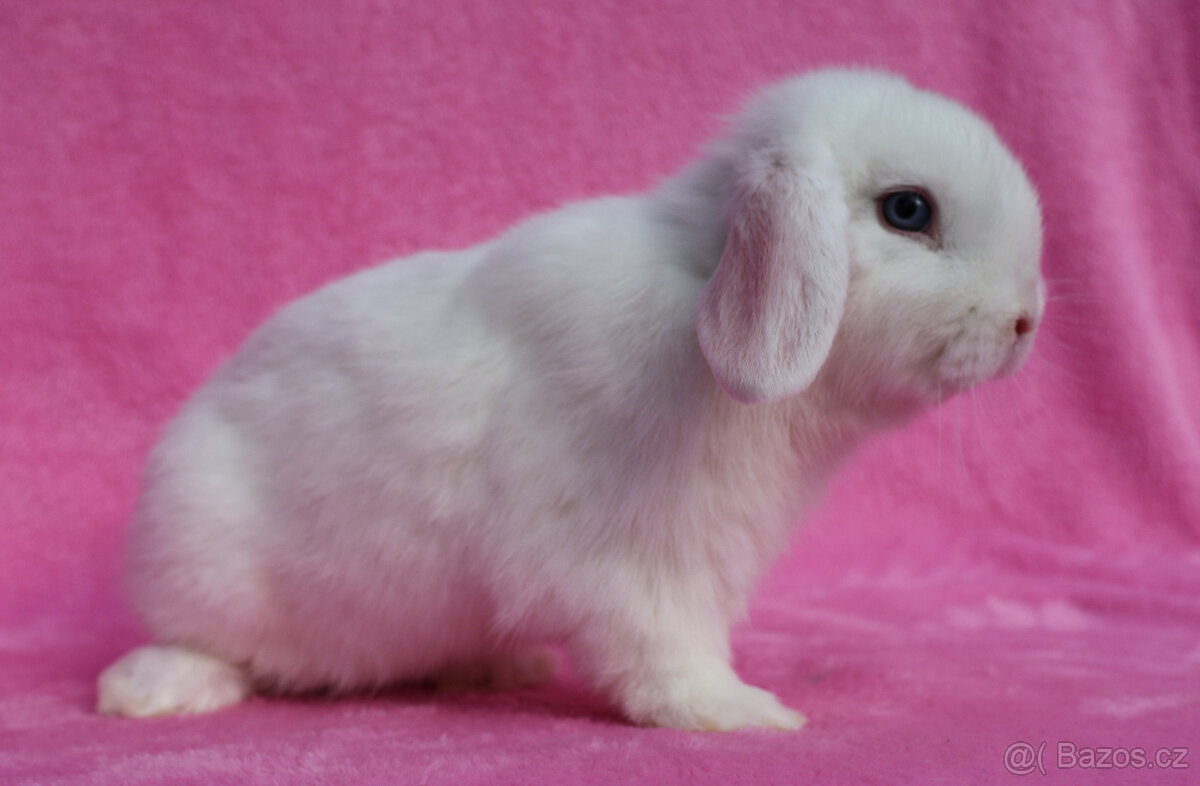 Modrooký zakrslý beránek . - 2