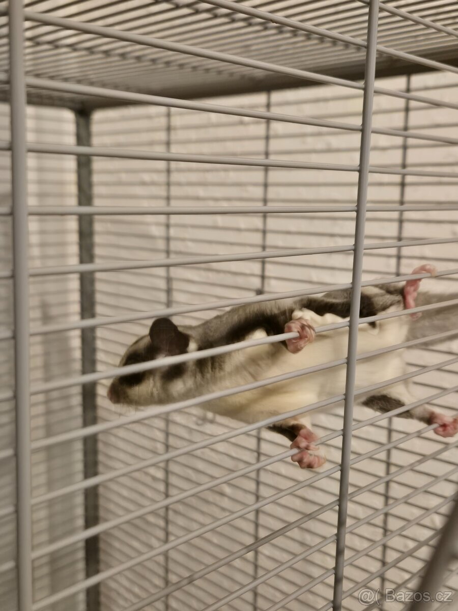 Vakoveverka létavá - samec 4 měsíce - 2