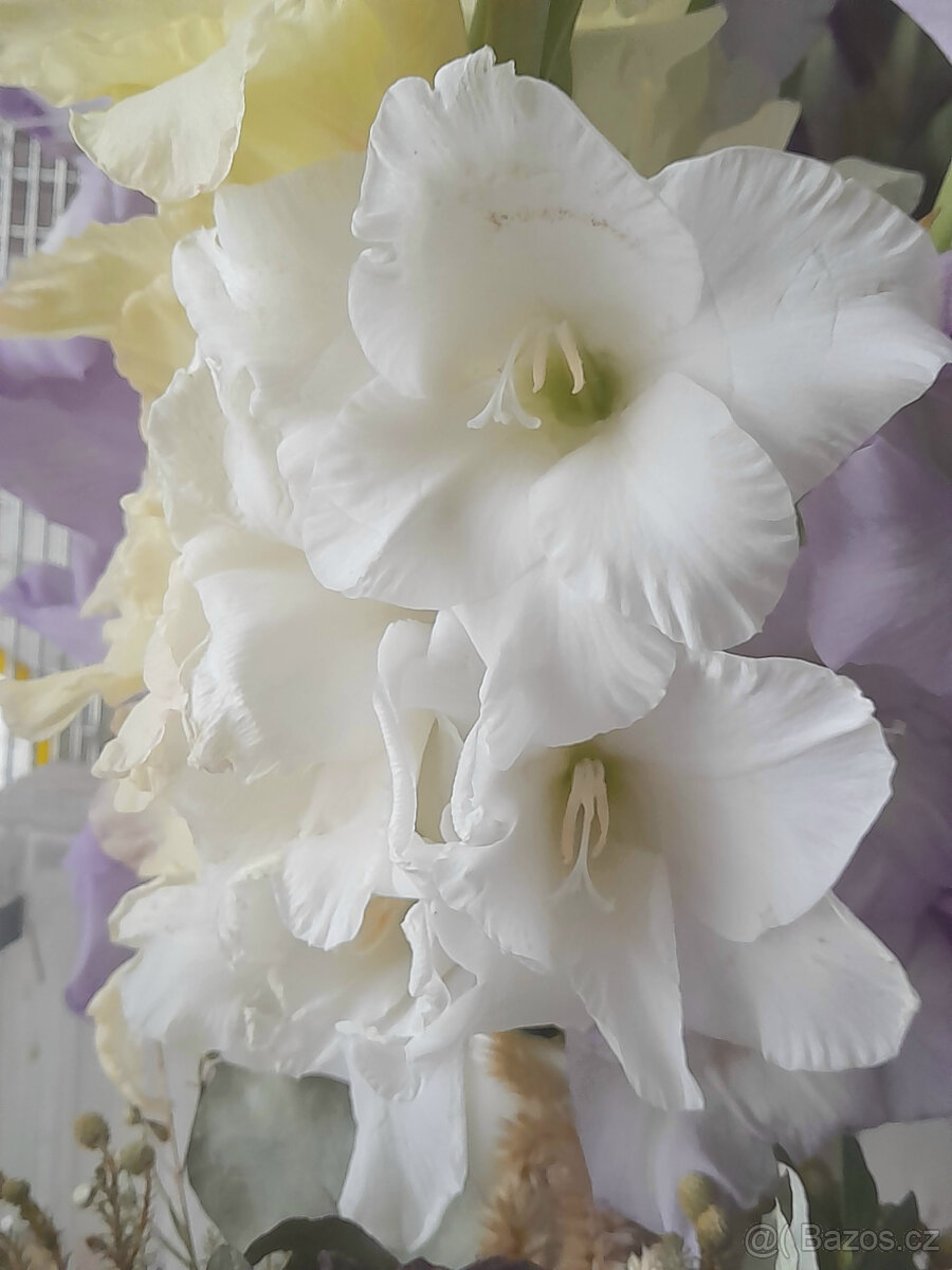 mečíky, cibule mečíků - 2