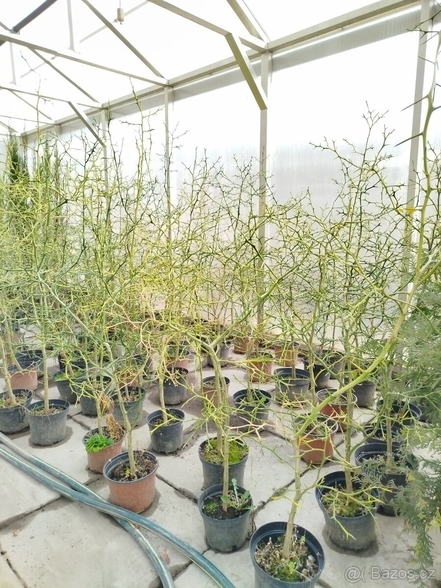 Poncirus Trifoliata, Citronečník trojlistý - 2