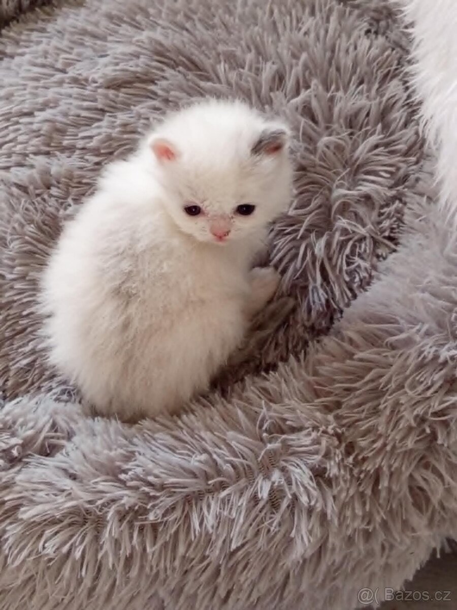 Ragdoll koťátko - 2