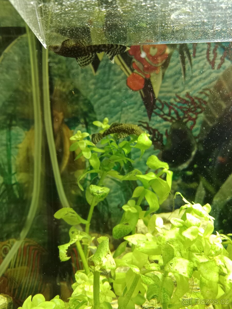 Ancistrus krunýřovec - 2