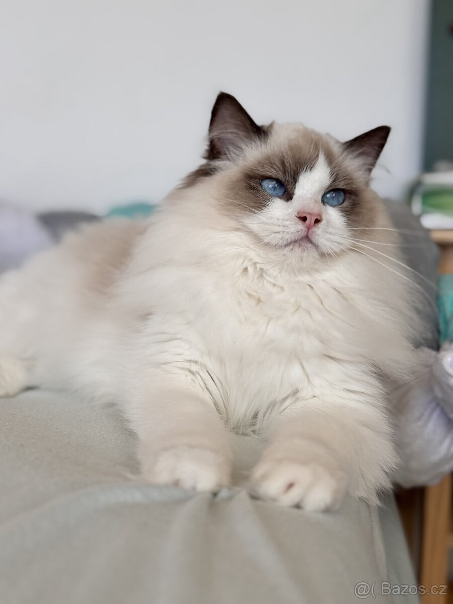 Holčička Ragdoll s PP - 2