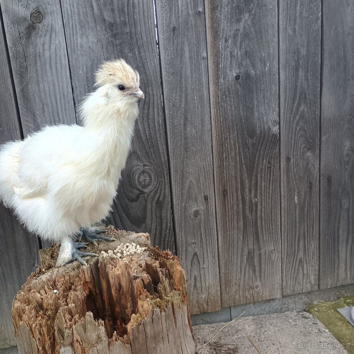 Prodám mladého kohouta od hedvábničky - 2