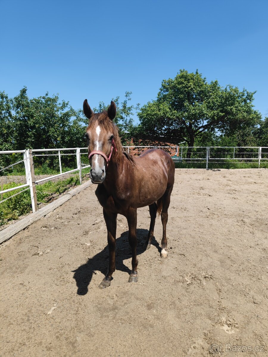 Prodám mladého hřebečka 1.5roku - 2