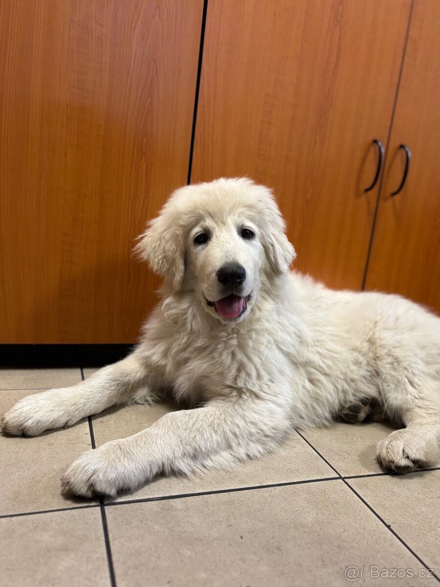 SLOVENSKÝ ČUVAČ S PP - 2