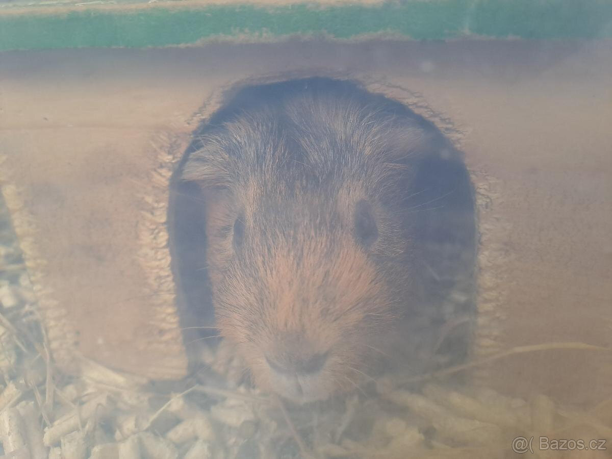 Morce na zkousku - rezervace - 2