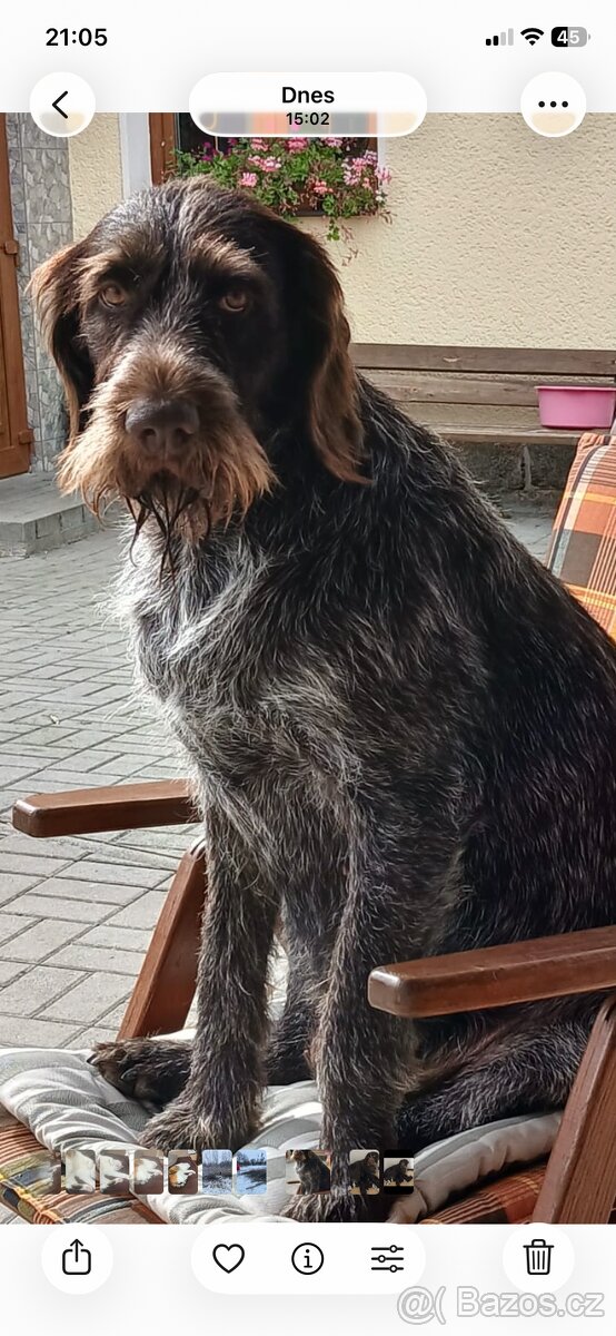 Prodám krásná štěňata ČF s PP - 2