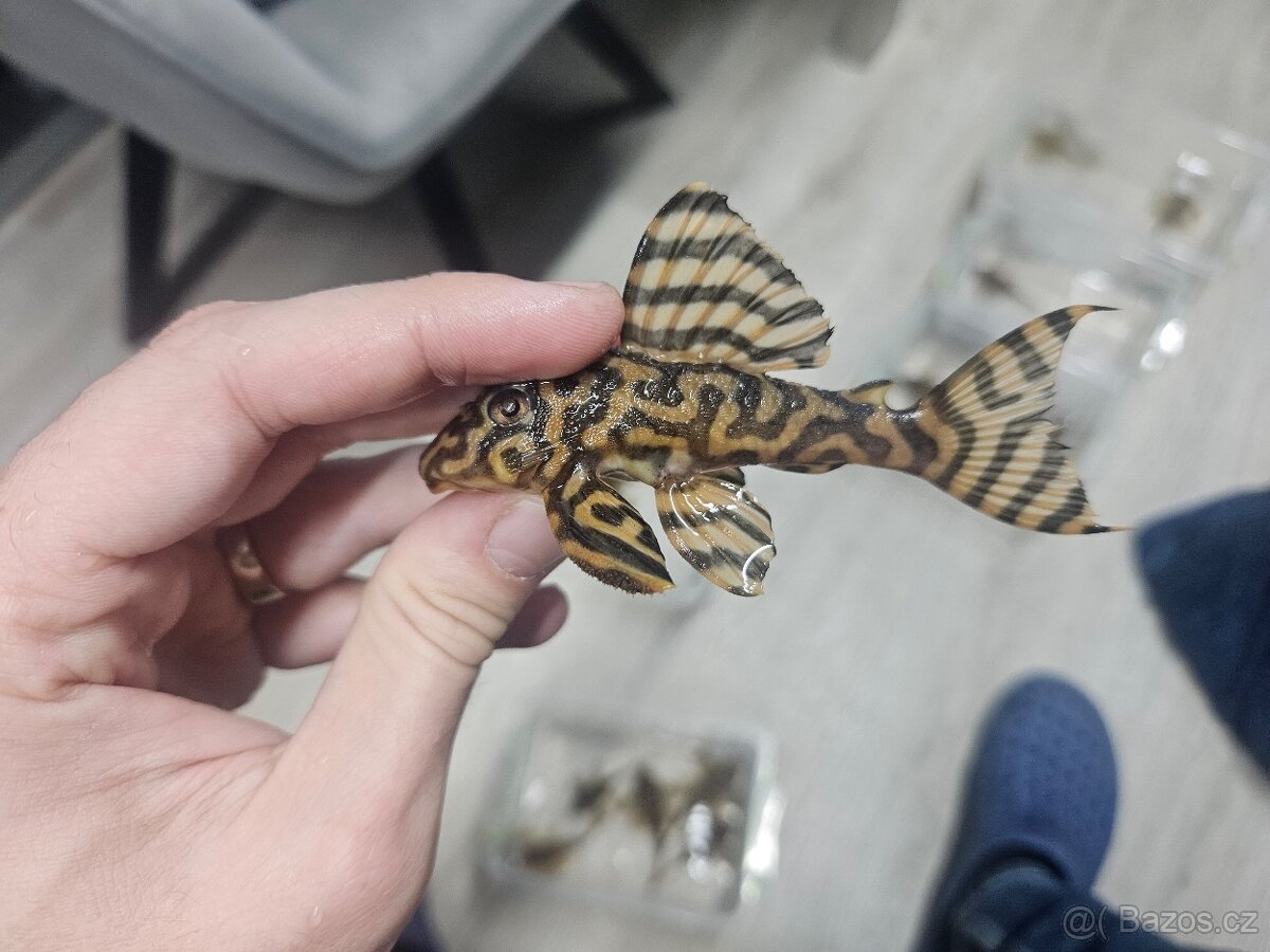 L 333 Gold line AAA - chovné páry - 2