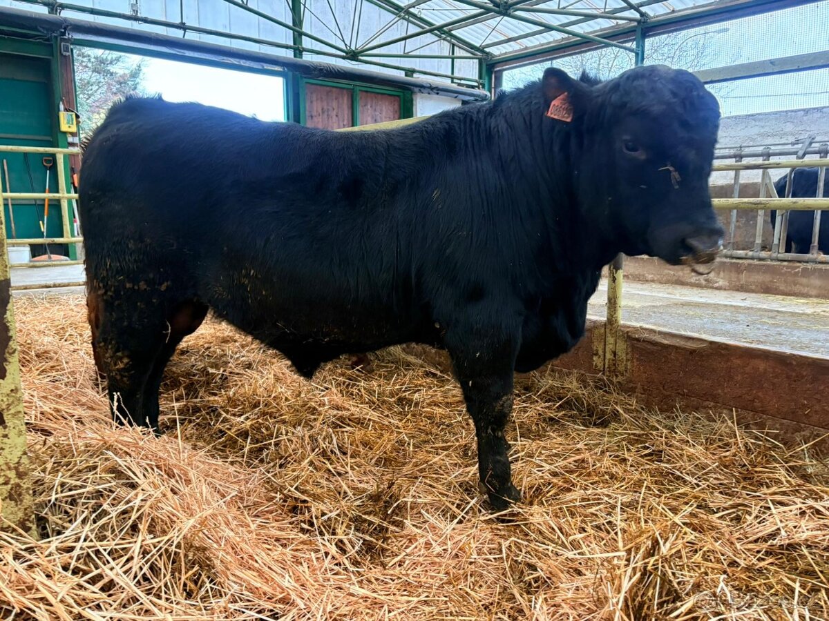 Plemenný býk Aberdeen angus - 2