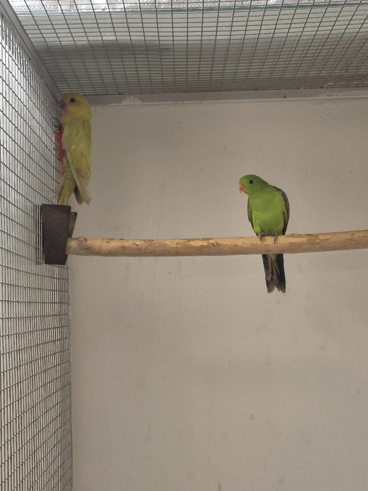 PAPOUŠEK ČERVENOKŘÍDLÝ, ŽLUTÝ - 2