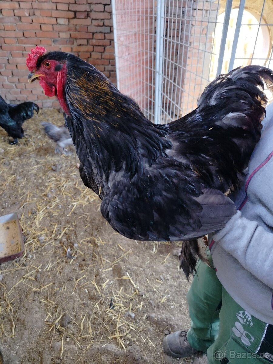 Prodám kohouty brahamky - 2