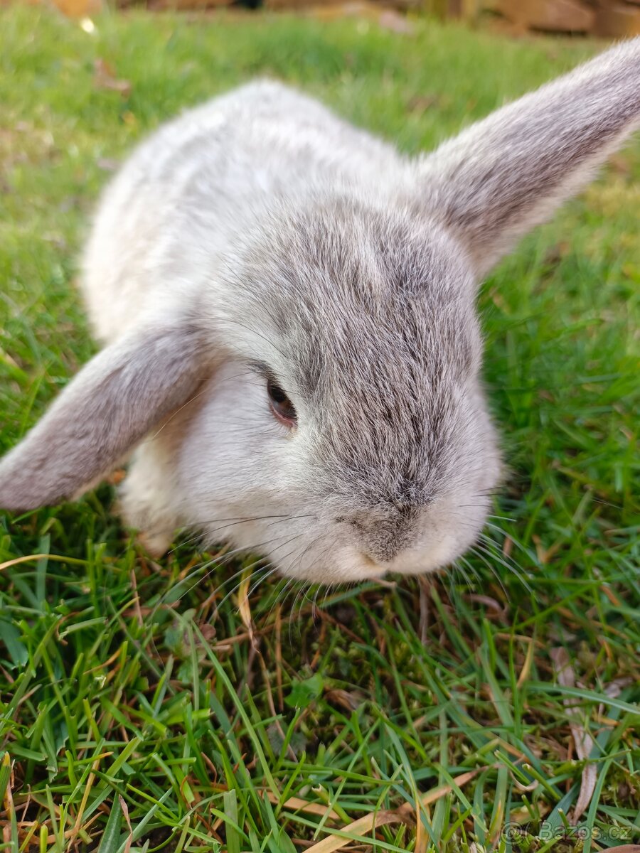 Zakrslý beránek - 2