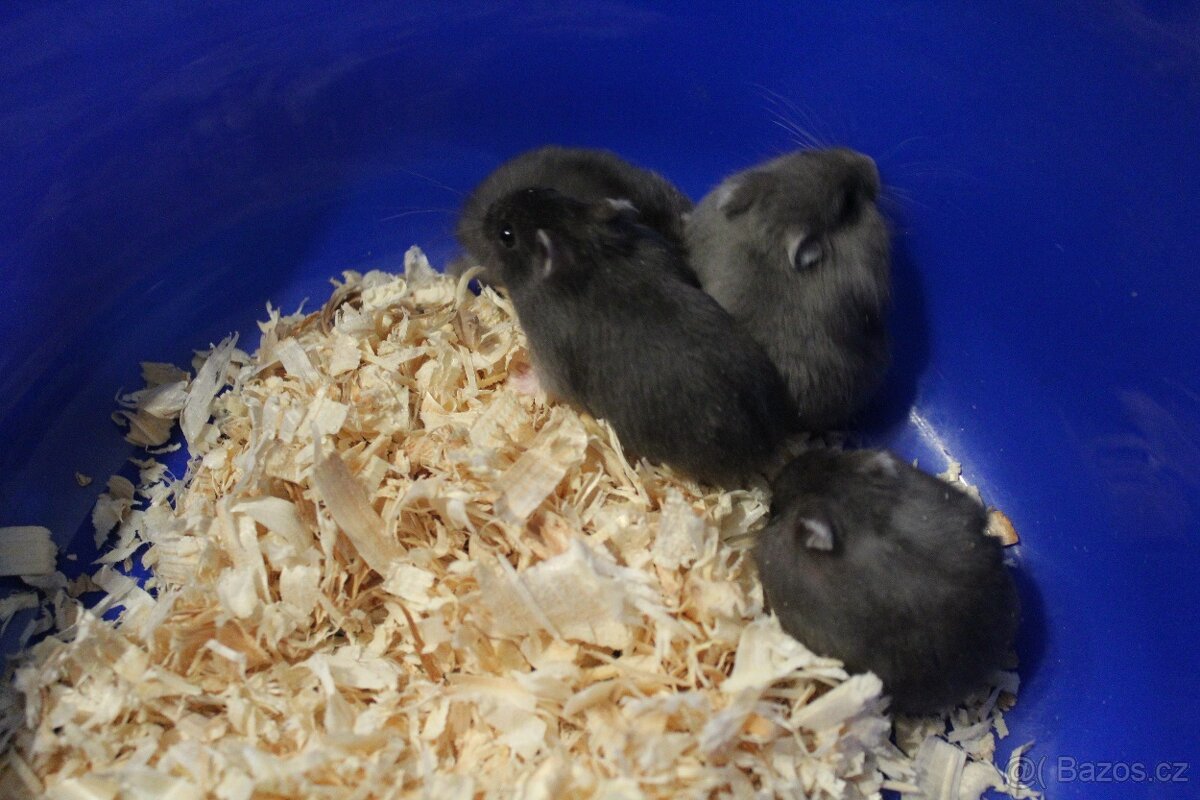 Křeček džungarský mláďata - 2