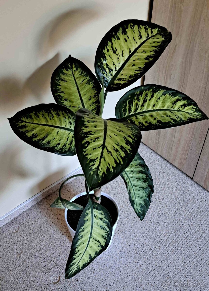 květina Difenbachie - 2