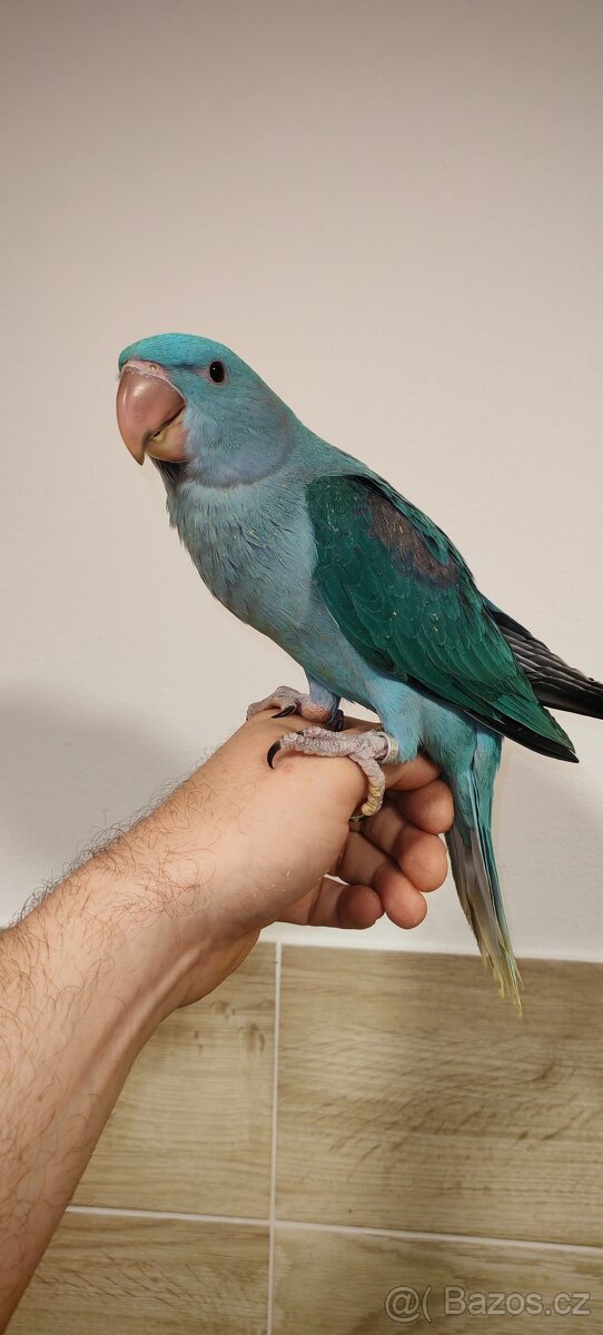 Alexandr velký modrý - 2