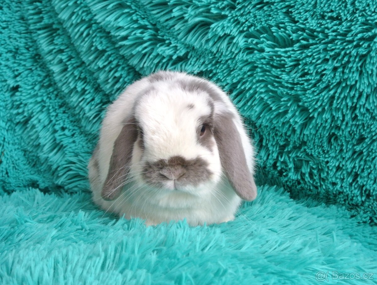 minilop - samička - 2