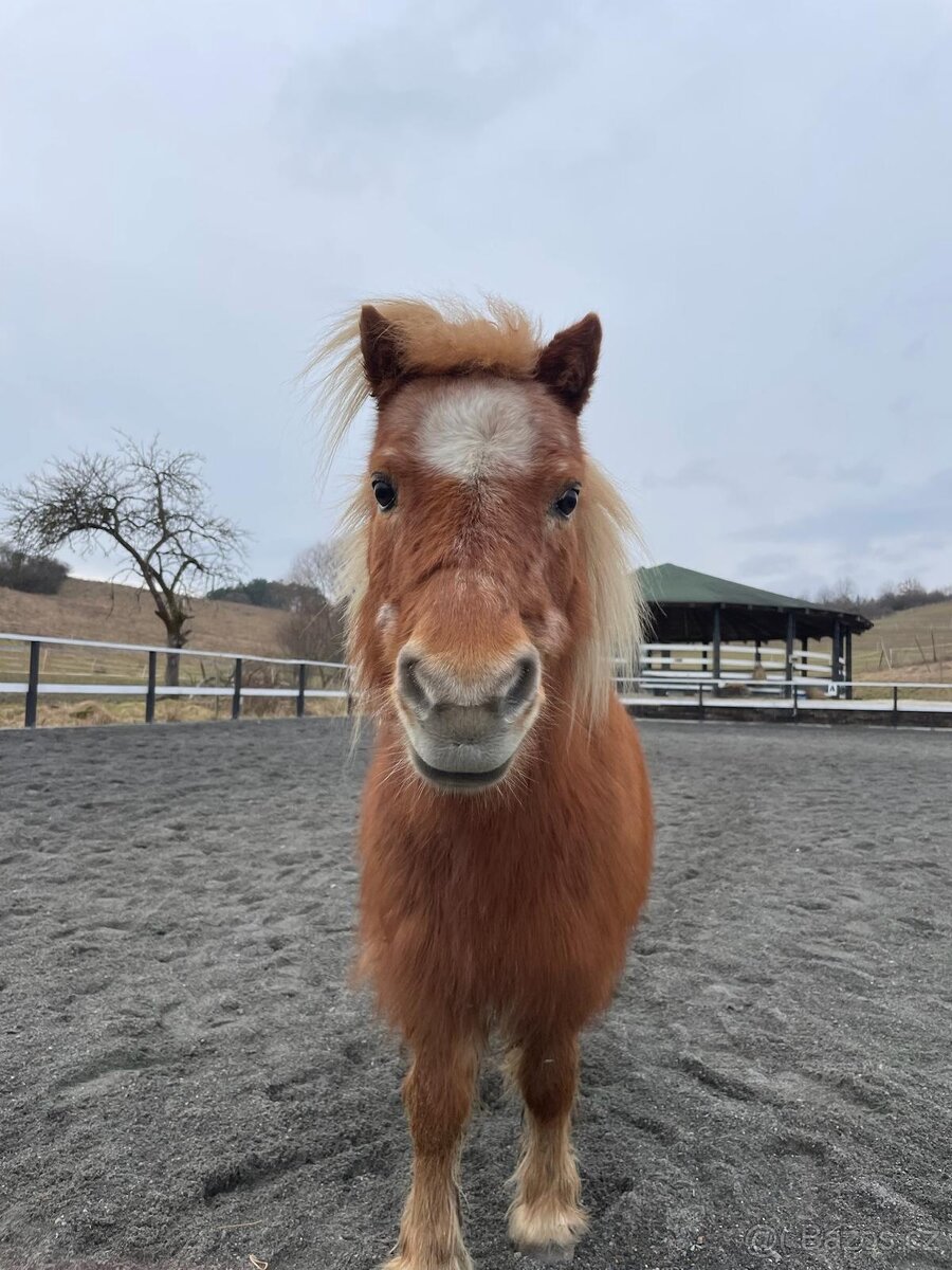 Predam pony kobylu - 2