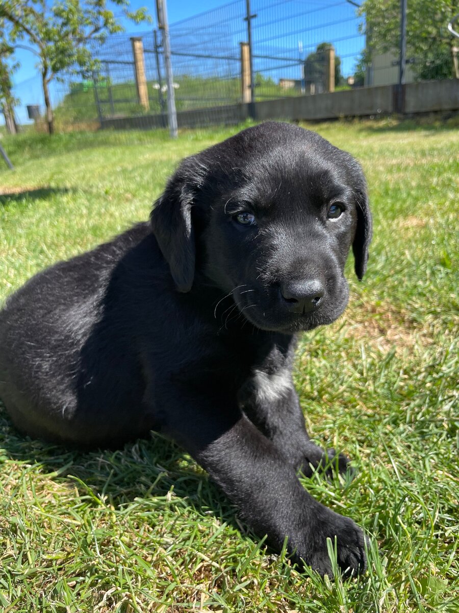 Labrador - štěnata - 2
