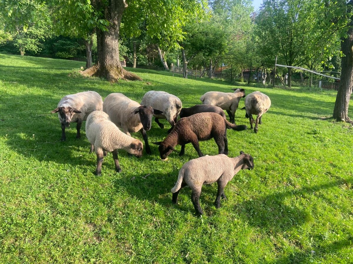 Prodám jehňata ovce Suffolk - 2