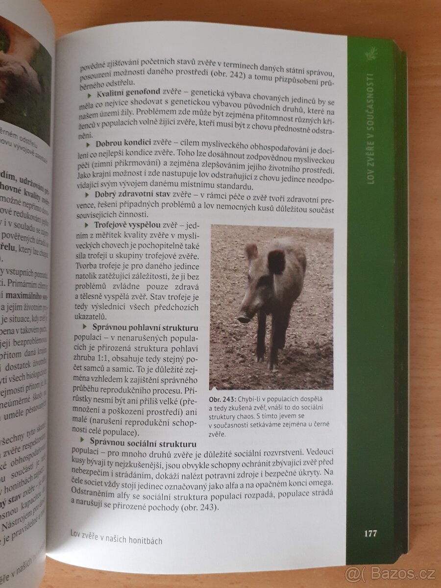 LOV ZVĚŘE V NAŠICH HONITBÁCH - 2