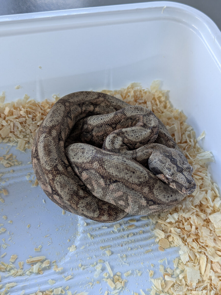 Hypo sonoran - 2