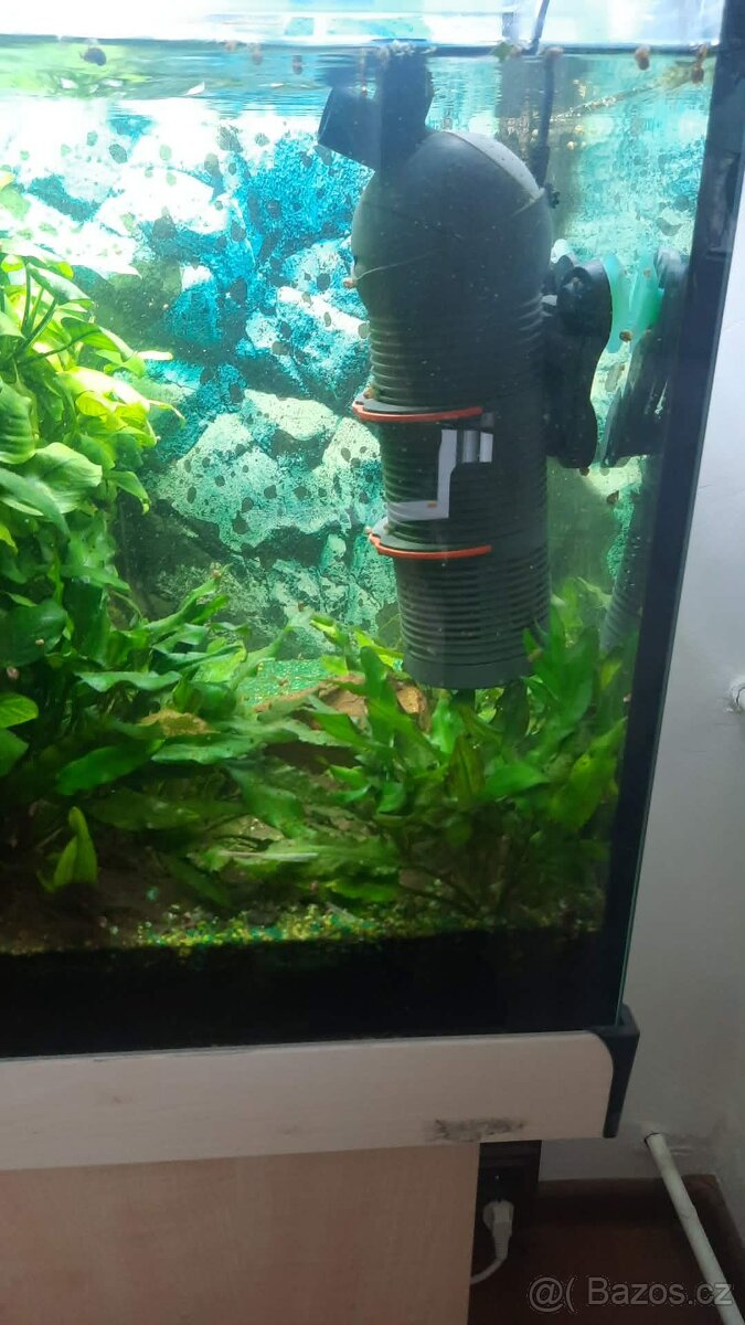 Anubias na kořeni - 2