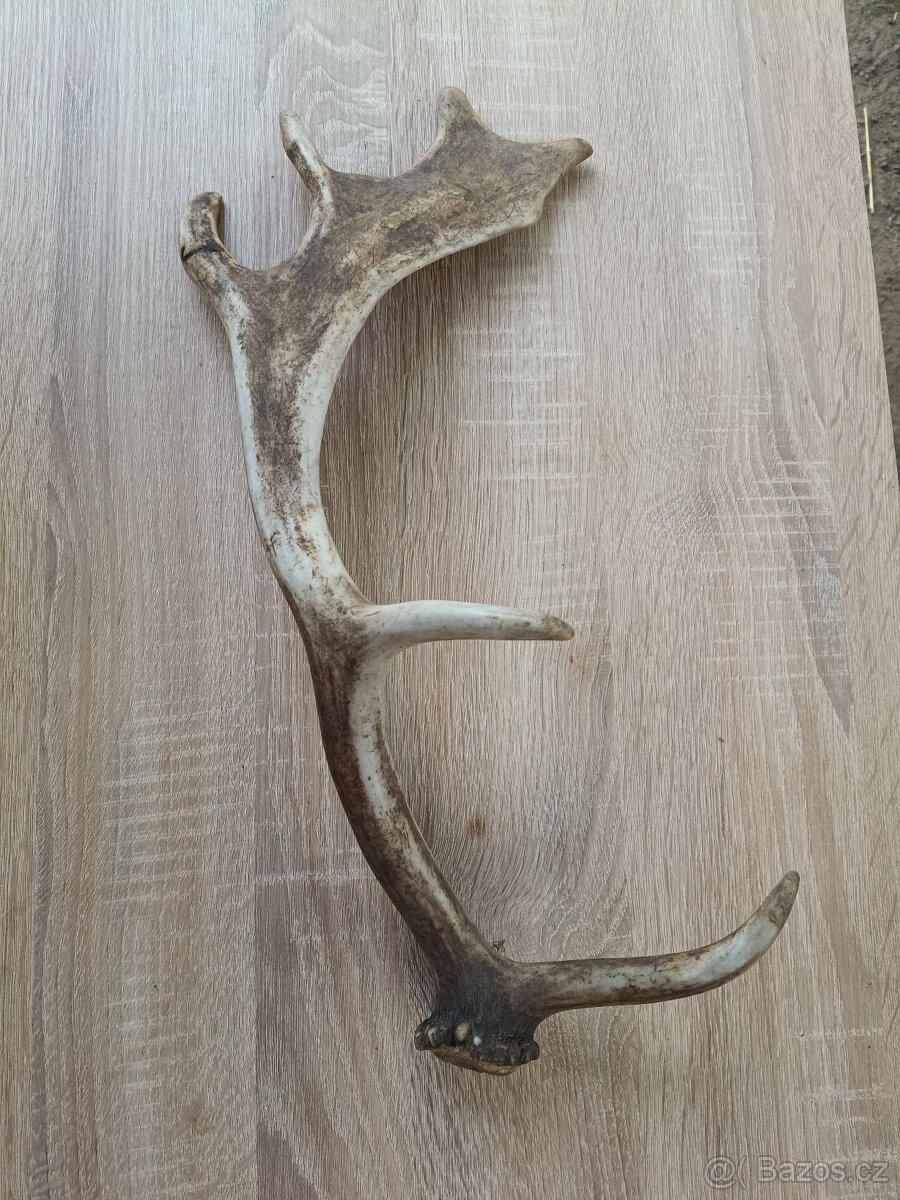 Dančí paroh - 2