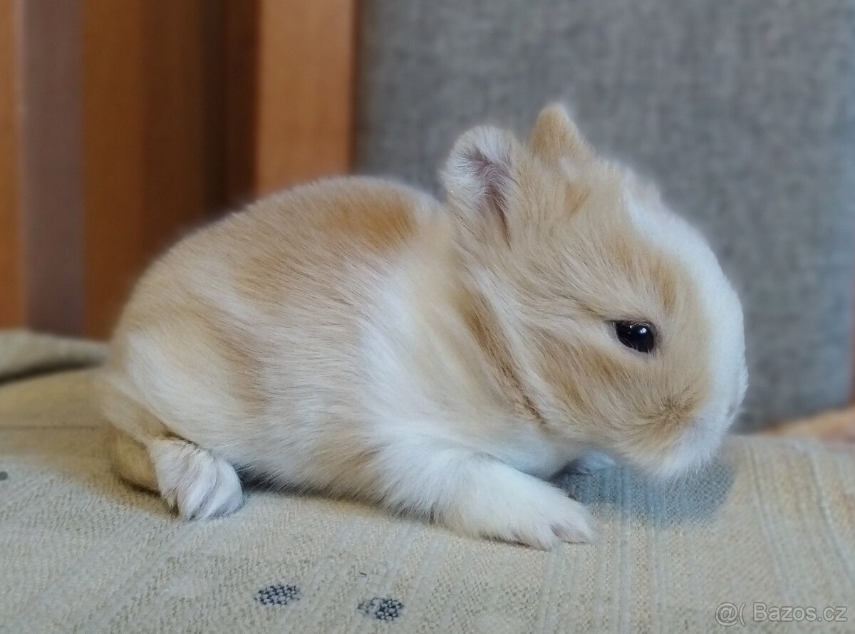 Zakrslý Teddy králík, králíček - 2