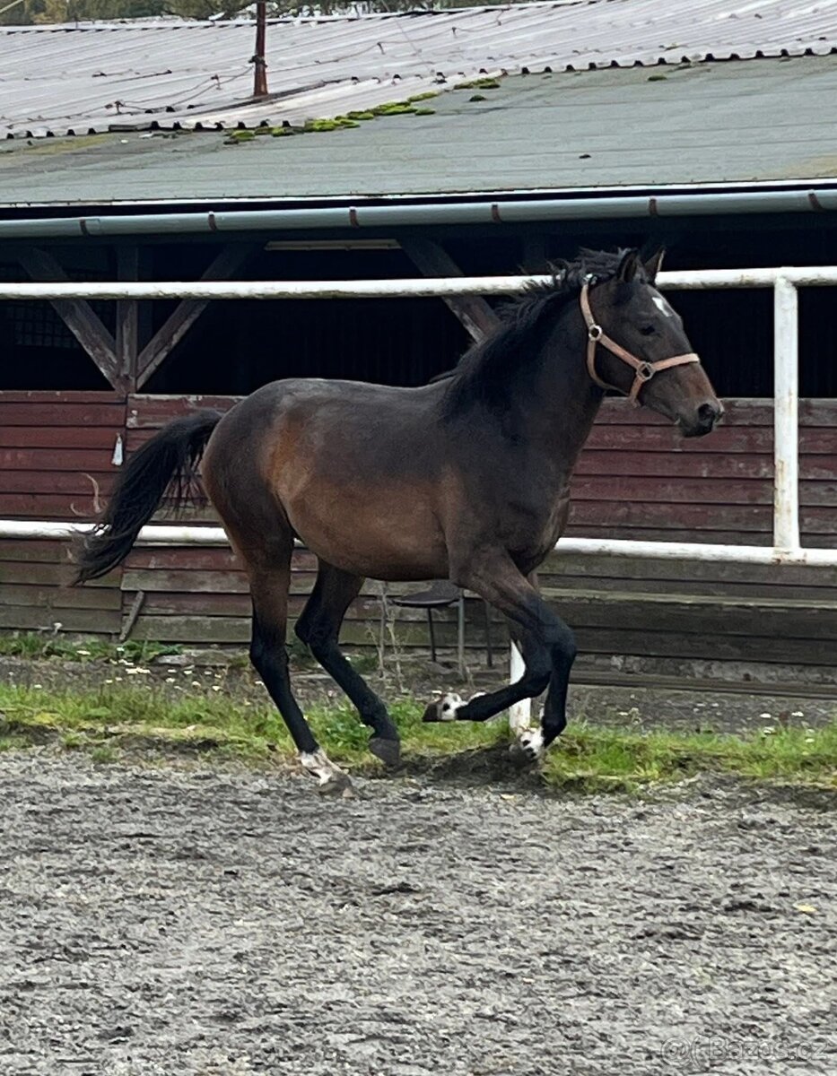 2 mladí WPB hřebci do sportu - 2