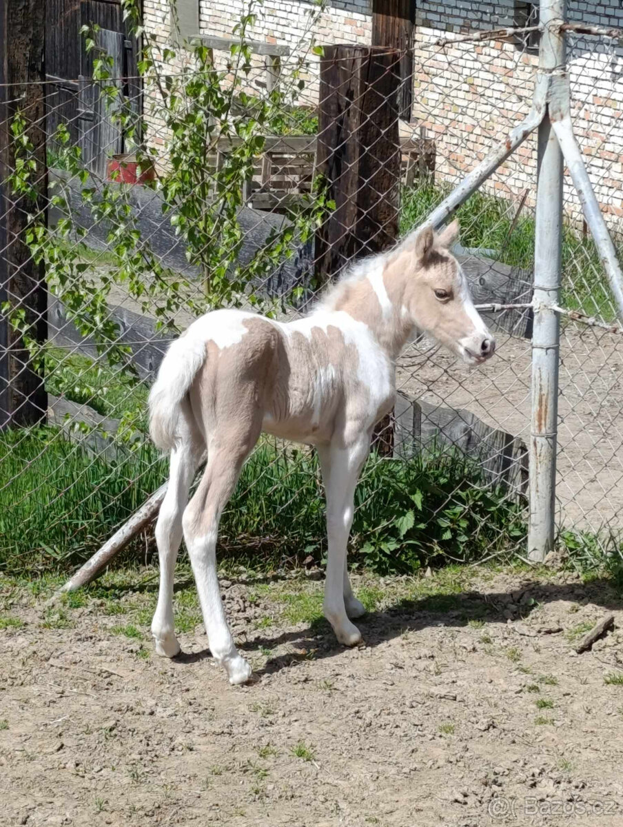 letošní kobylka pony - 2