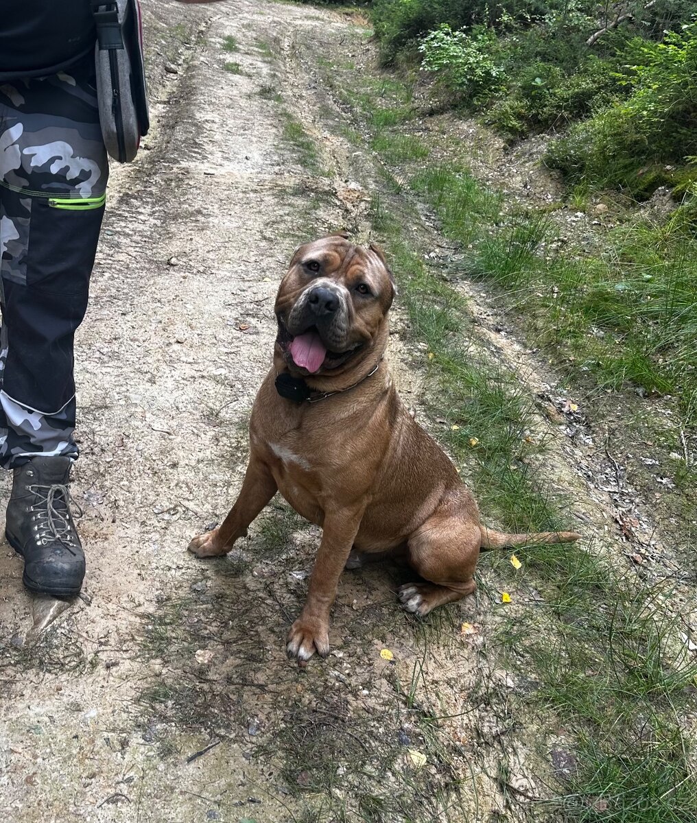 schanim fenu ke kryti - 2