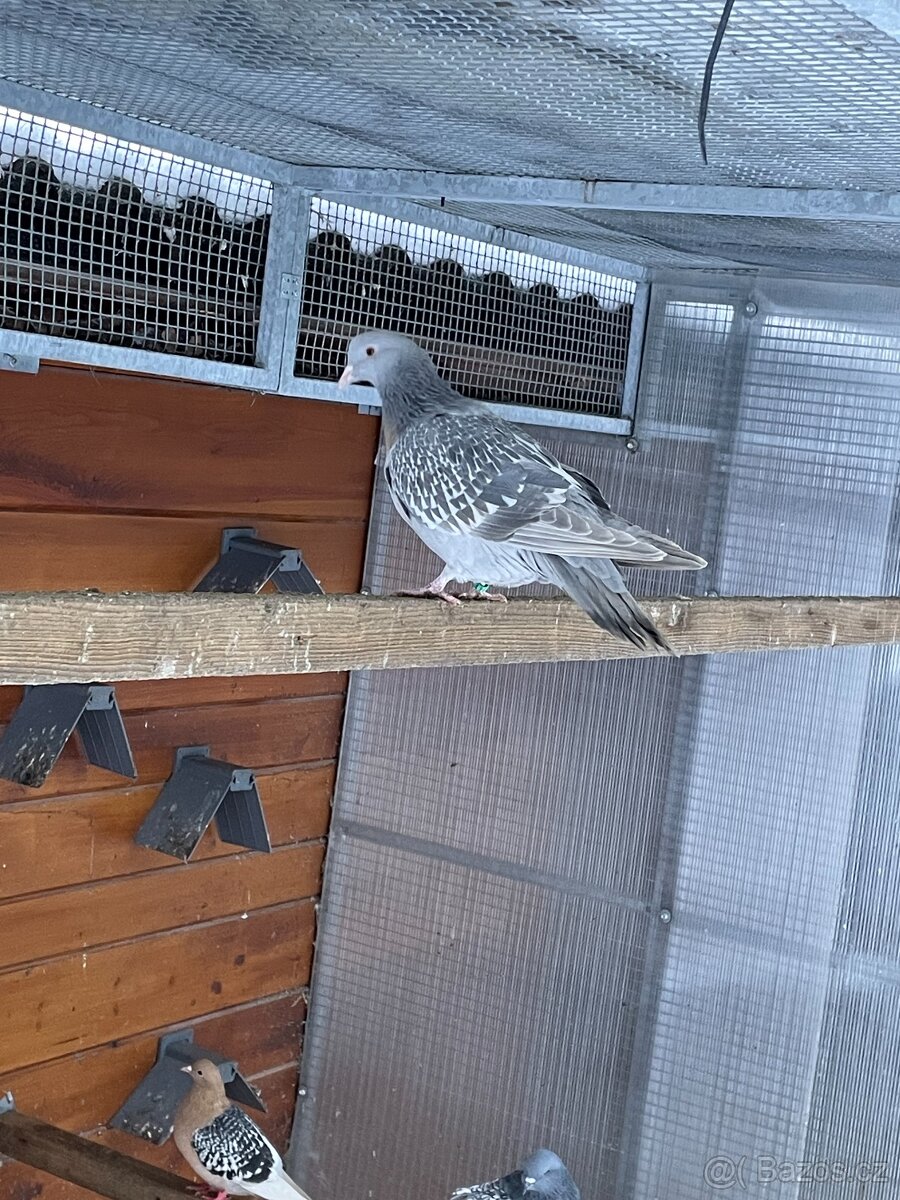 Koburský skřivan - 2