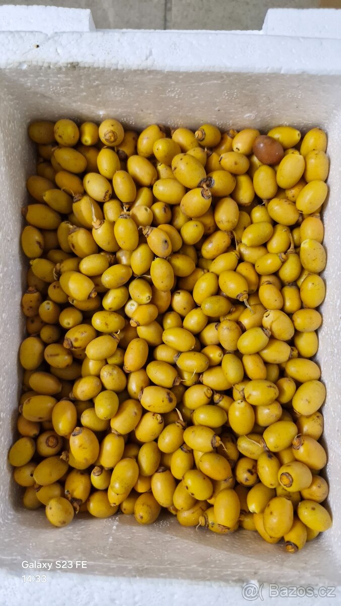 Palmové ořechy plody - 2