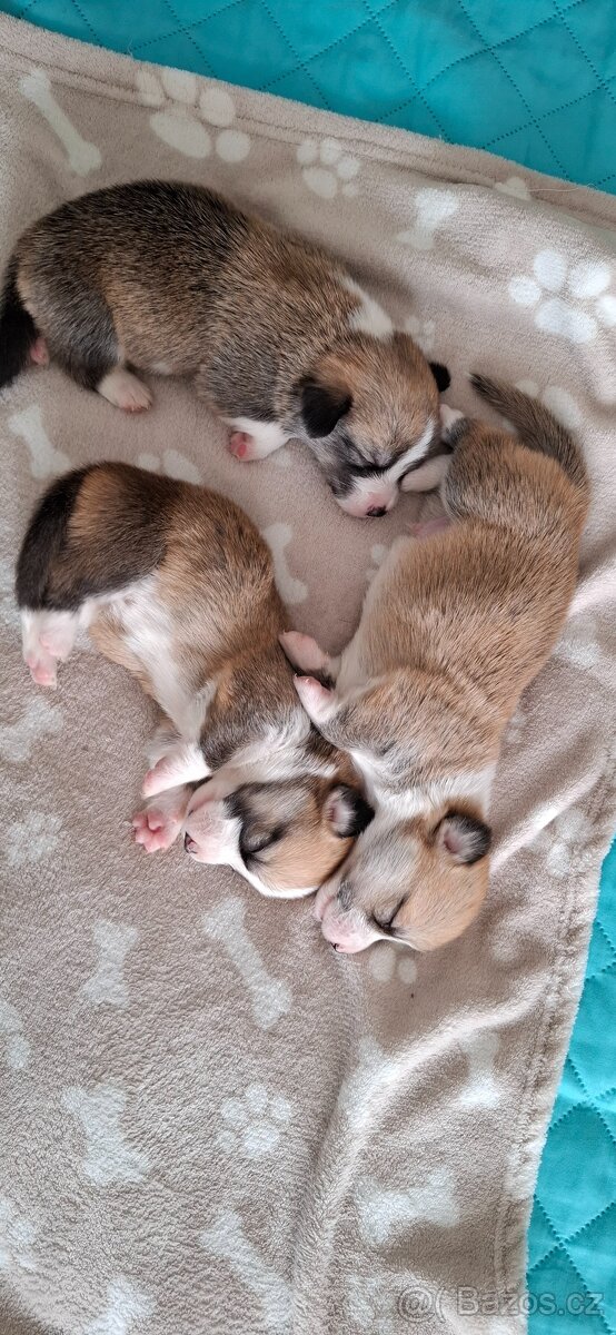 Welsh corgi ppembroke - 2