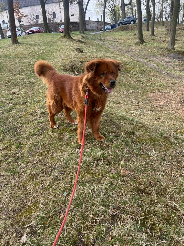 Chundelatý Brit - 2