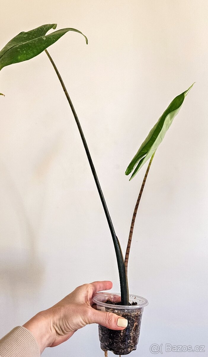 Alocasia zebrina black stem - 2