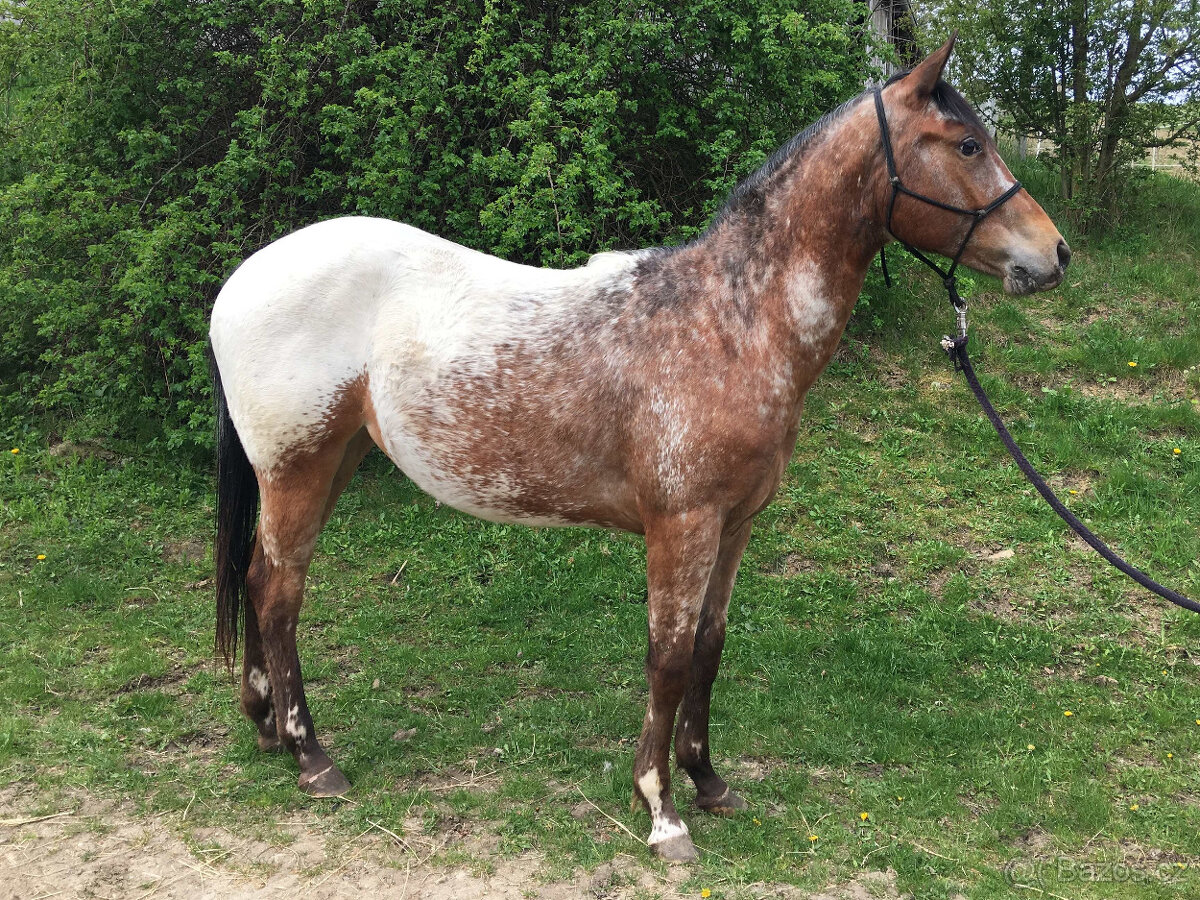 Dvouletá klisna Appaloosa - 2