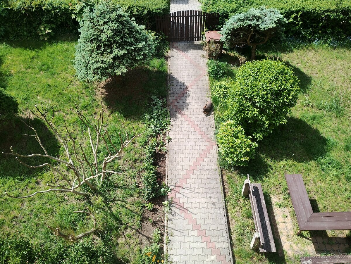 Hlídání, venčení psa - 2