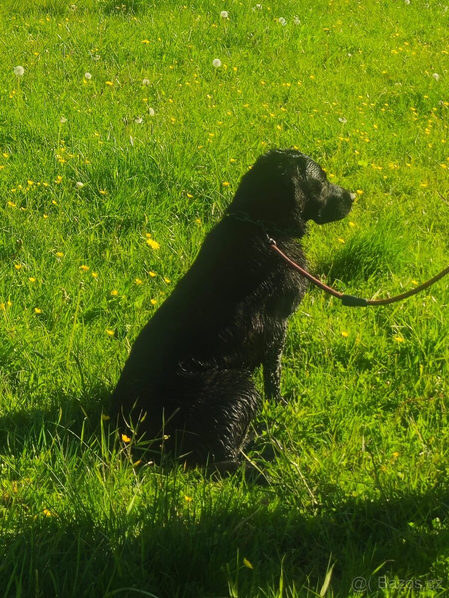 Labradorský retrívr - 2