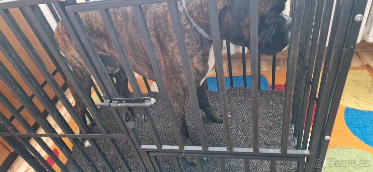 Velmi kvalitní klec pro psy - 2