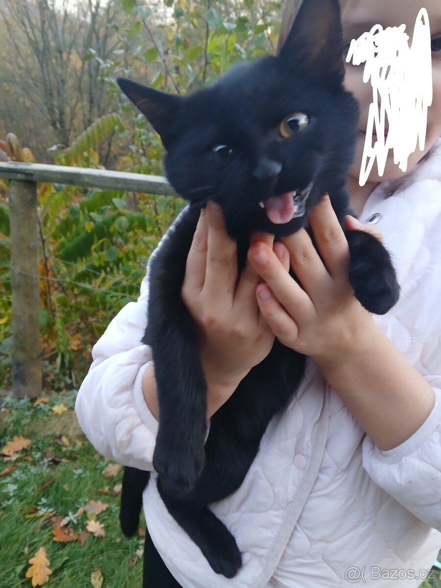 Daruji 3 "mušketýry" - 2