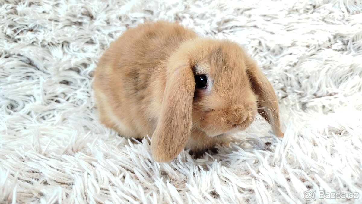 Zakrslý beránek, králíček, králík - JAYDEN - 2