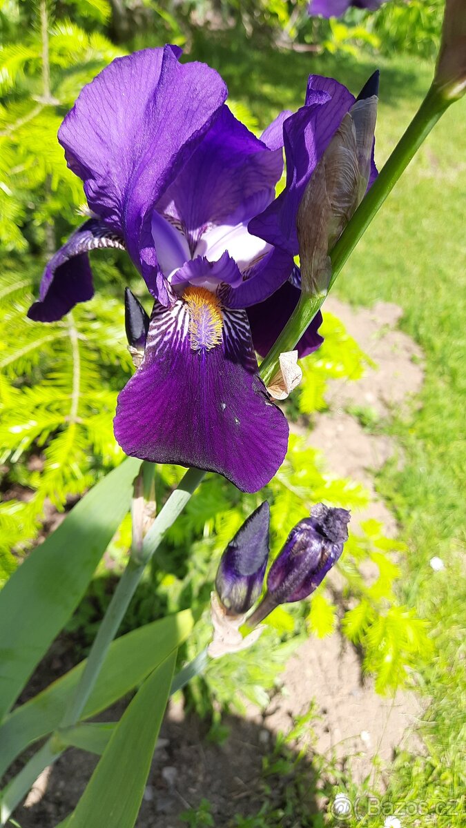 Tmavě fialový kosatec - 2