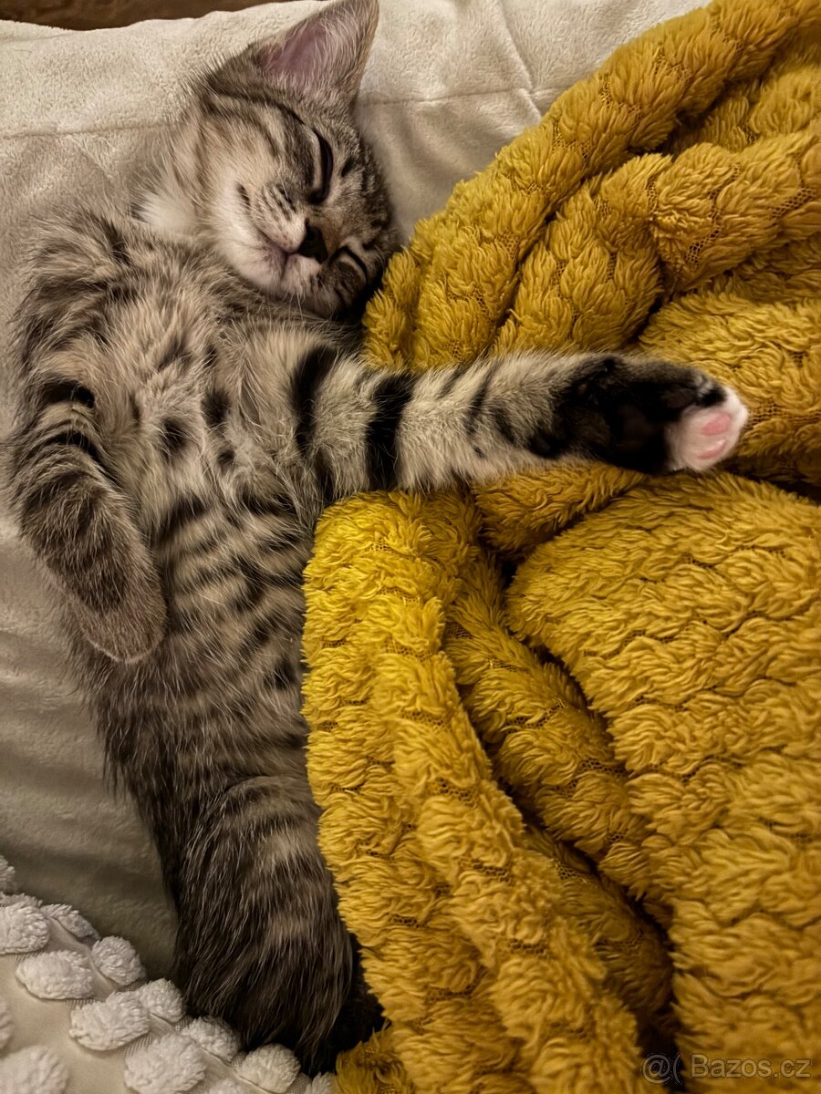 Hledám domov pro kotě - 2