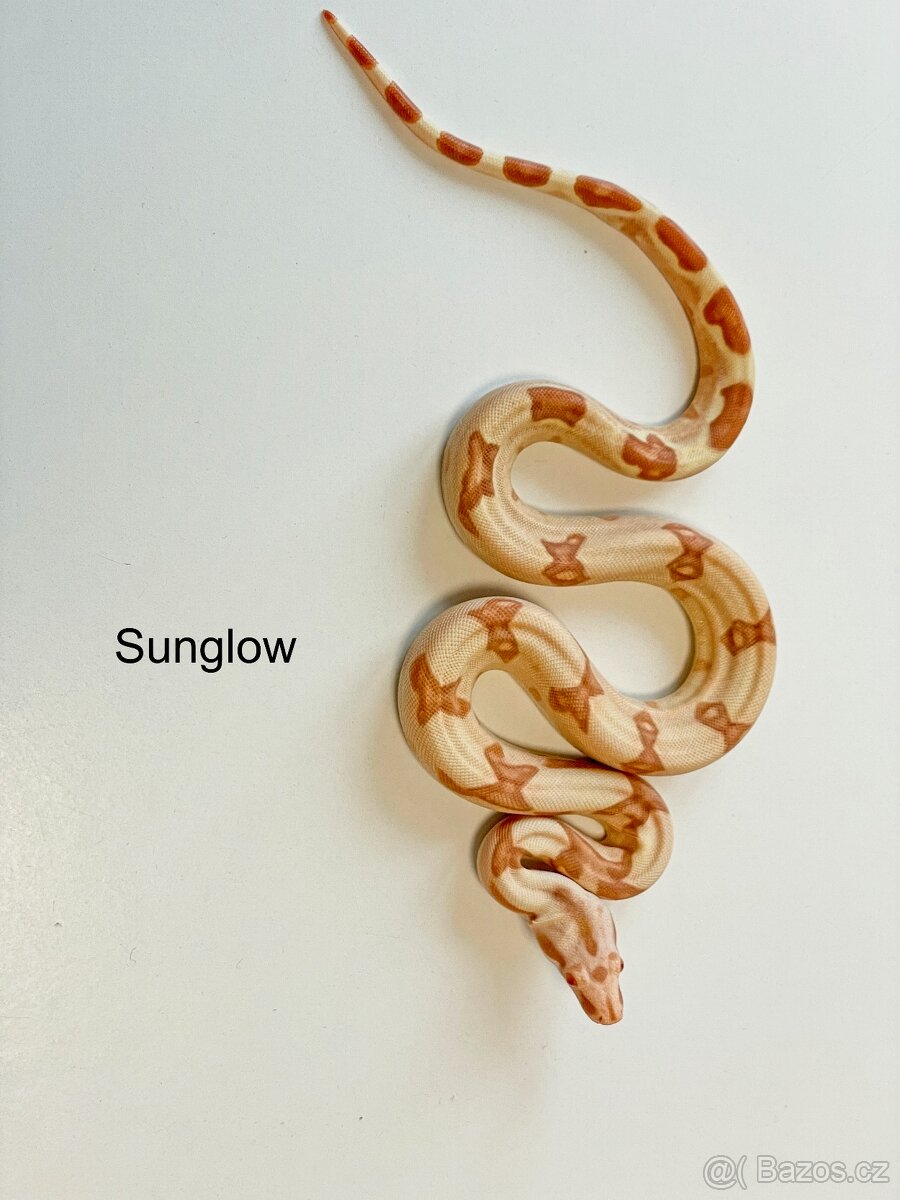 Hroznýš královský Sunglow - 2